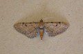 Wormwood Pug Moth