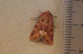 Middle-barred Minor