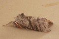 Pale Tussock
