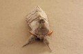 Pale Tussock