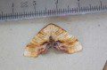 Scorched Wing Moth