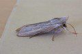 Shark Moth