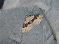 Silver-ground Carpet Moth