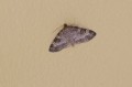 Small Seraphim Moth