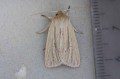 Smoky Wainscot moth