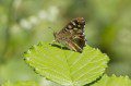 Speckled Wood