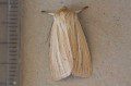 Common Wainscot