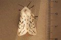 White Ermine
