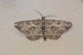 Willow Beauty Moth