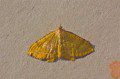 Yellow Shell Moth
