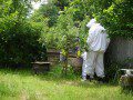 Hive Examination