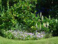 Flower Border