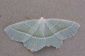 Light Emerald Moth