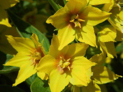 Loosestrife