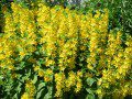 Loosestrife Clump