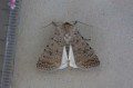 Pale Mottled Willow Moth
