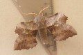 Poplar Hawkmoth