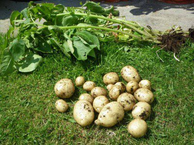 First Early Potatoes