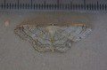 Riband Wave