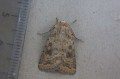 Mottled Rustic