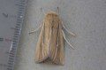 Shore Wainscot