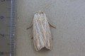 Striped Wainscot