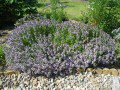 Thyme