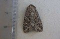 Dusky Brocade