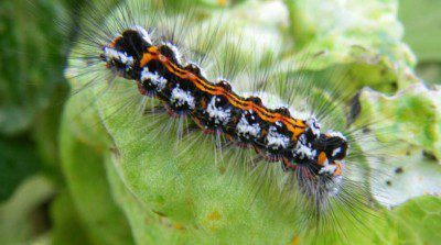 Yellow Tail Caterpillar