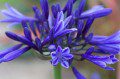 Agapanthus flower