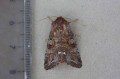 Broom Moth