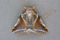 Buff Arches Moth