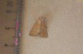 Cloaked Minor Moth