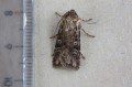 Coast Dart Moth