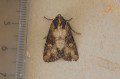 Common Rustic Moth