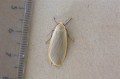 Dingy Footman