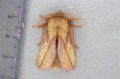 Drinker Moth