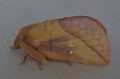 Drinker Moth