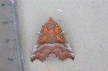 Herald Moth