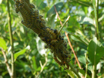 Caterpillars