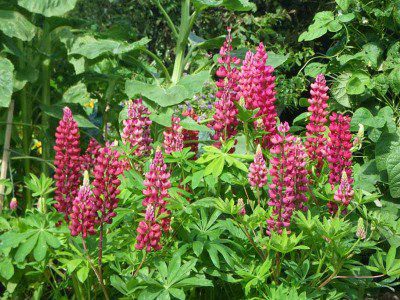 Lupins