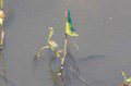 Damselfly
