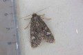 Cabbage Moth