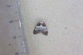 Short-cloaked Moth