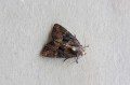 Moth