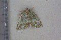 July Highflyer Moth