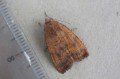 Least Yellow Underwing Moth