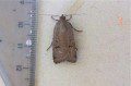 Lesser Yellow Underwing Moth