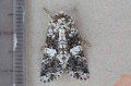 Marbled Coronet