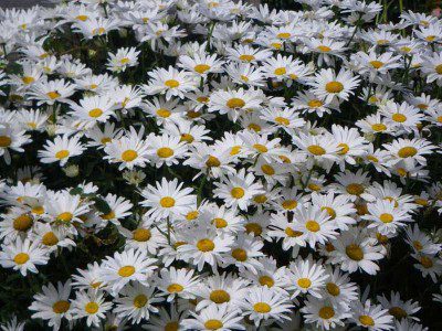 Marguerites